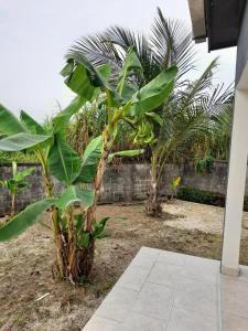 自由市的住宿－Villa en résidence à Malibé Libreville，两棵香蕉树,在一座建筑物旁边