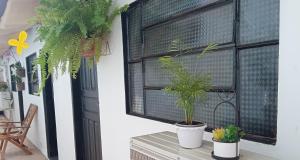 een kamer met twee potplanten op een tafel naast een raam bij El Viajero Hostel & Suítes 11 in Pedro Juan Caballero
