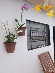 two potted plants on a wall with a mirror at El Viajero Hostel & Suítes 11 in Pedro Juan Caballero