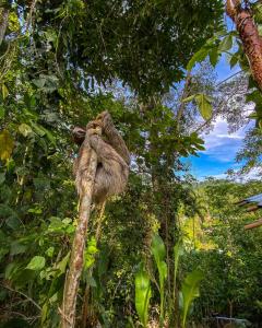 Ein ausgestopftes Tier klammert sich an einen Baum in der Unterkunft Colina Secreta - Glamping and Villas in Puerto Viejo