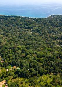 an overhead view of a forest of trees at Colina Secreta - Glamping and Villas in Puerto Viejo