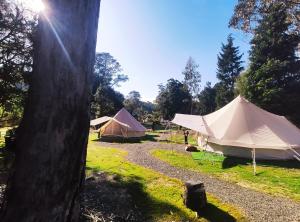 a group of tents in a field with a tree at Glamping at Zeehan Bush Camp in Zeehan