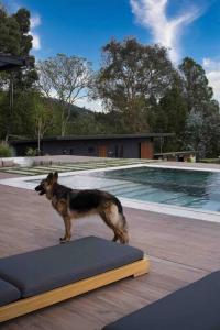 a dog standing on a mat in front of a swimming pool at Luxurious Guest House on beautiful ranch in Medellín