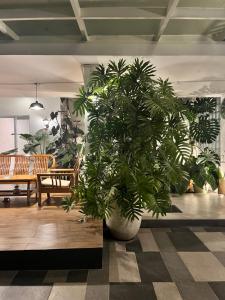 a large plant in a room with chairs and tables at No303 in Bandung