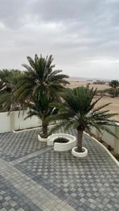 two palm trees in front of a building at دار الضباب dar al dhabab 