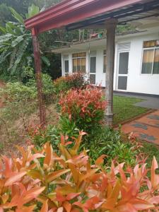 Rainforest Holiday Inn في دينيايا: حديقة أمام منزل به زهور برتقالية
