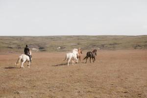 a man riding a horse in a field with three horses at Fremstaver in Blaskogabyggo +1 photo