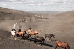 a herd of horses walking on a dirt hill at Fremstaver in Blaskogabyggo