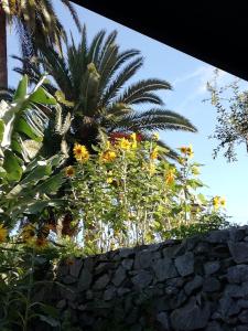 een palmboom en bloemen achter een stenen muur bij Tantulia Las Tapias Tenerife in Puerto de la Cruz