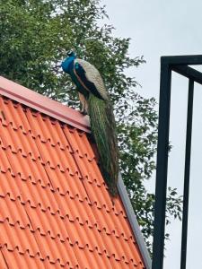 Fotografie z fotogalerie ubytování Pahana village v destinaci Sigiriya