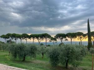a group of trees in a field with the ocean at Agriturismo Nonna Bettina in Moniga