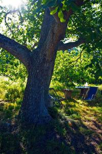 a tree with a table and a chair under it at Nokernote in Tienen