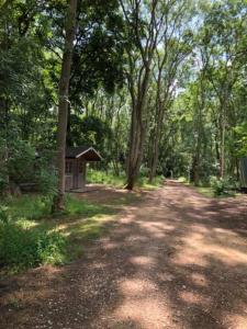 a dirt road with a smallshed in the middle of a forest at Riverwood Lodges in Lechlade
