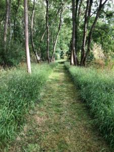 a path through a forest with trees and grass at Riverwood Lodges in Lechlade