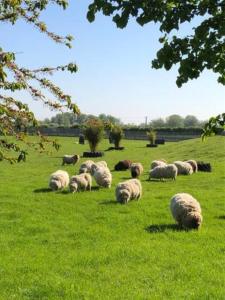 a herd of sheep grazing in a field of grass at Riverwood Lodges in Lechlade