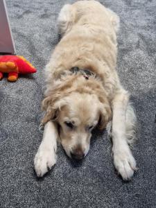 a brown dog laying on the floor at Dungarvon House B&B, Weston-super-Mare, Exclusive Bookings, Private Hot tub in Worle