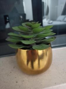 une plante verte dans un vase d'or sur un comptoir dans l'établissement Le Mirage, à Chieti