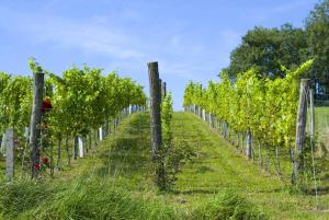 a row of grape vines in a vineyard at Osternacherhof in Osternach