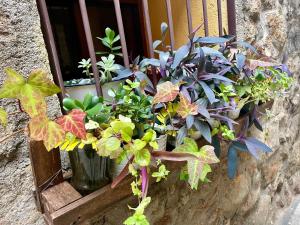 A garden outside Casa Artista