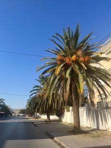 a palm tree on the side of a street at Sublime duplex au Bardo Tunis in Le Bardo