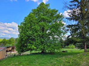 een grote boom in het midden van een veld bij Gîte de la Ferme de la Comté in Le Thillot