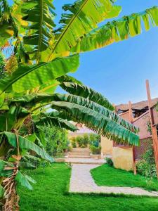 a large green banana tree next to a house at Khan tunis villa in Tunis