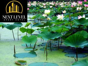 ein Feld mit Wasserpflanzen, die Blüten und Blätter tragen in der Unterkunft NEXT LEVEL Apart in Oradea