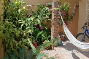 hamak w ogrodzie z roślinami i kwiatami w obiekcie Villa remodelada con Jacuzzi w mieście La Libertad