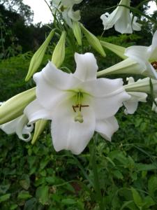 Galeriebild der Unterkunft Aldeia Pé da Serra Cabana Natureza in Três Coroas