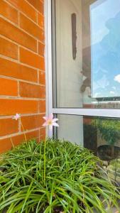 a pink flower in a pot next to a window at Alojamiento en Pereira in Pereira