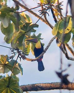um pássaro empoleirado num ramo de uma árvore em Cabañas Tico Gringo em Drake