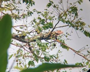 un pájaro posado sobre una rama de árbol en Cabañas Tico Gringo, en Drake