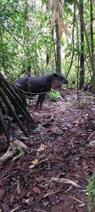 un animal negro caminando por el bosque en Cabañas Tico Gringo, en Drake