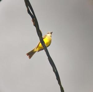 ein gelber Vogel auf einem Ast in der Unterkunft Cabañas Tico Gringo in Drake