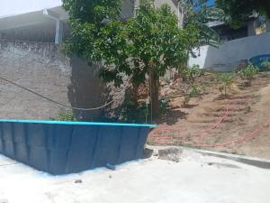 un árbol en un sembrador azul delante de una casa en Cama 04 no quarto compartilhado, en Vitória