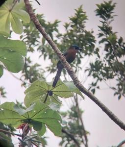 a bird is sitting on a tree branch at Cabañas Tico Gringo in Drake
