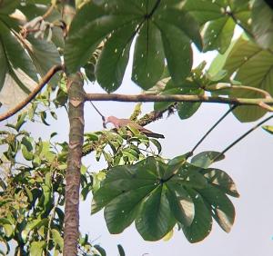 un pájaro está sentado en una rama de un árbol en Cabañas Tico Gringo, en Drake