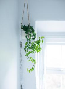 a green plant hanging from a window at Stone Barn in Skibbereen