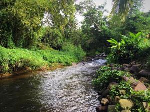 um riacho no meio de uma selva com árvores em O Logis citron du Morne Jacob, Le Morne-Rouge Martinique em Le Morne Rouge