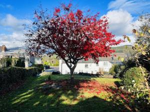 ein roter Baum in der Mitte eines Hofes in der Unterkunft Lovely Cottage with Mountain Views in Gilwern + 44 Fotos