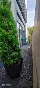 Eine grüne Pflanze in einem Topf neben einem Gebäude in der Unterkunft Smart & Stay Aparthotel Saarlouis Lisdorf - Self-Check-In - Free Parking in Saarlouis