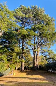 a group of trees in a park with a tent at Villa la Rabolière quartier Lajarrige à La Baule in La Baule