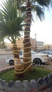 a palm tree with gold ribbons wrapped around it at درة رواق in Riyadh