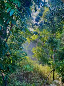 un chemin de terre à travers une forêt plantée d'arbres dans l'établissement Balai Benedicere Bed & Breakfast, à Bacnotan