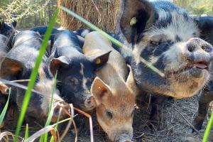 eine Gruppe von Schweinen, die im Gras liegen in der Unterkunft Charming Farmhouse on working Red Haven Farm in Irvine