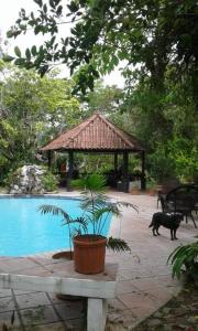 a black cat walking next to a pool with a gazebo at HERMOSA CASA DE HUESPEDES in Valle de Anton