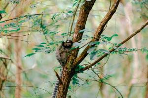 Animais in lodge ou nos arredores