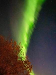 een noorderlicht in de nacht met een boom bij Cabin 2 at Lundar Farm in Borgarnes