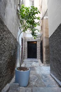 a tree in a large blue pot in an alley at Dar Aya Fes in Fez