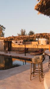 a leopard sitting on a chair next to a pool at Stamps Siwa Oasis in Siwa